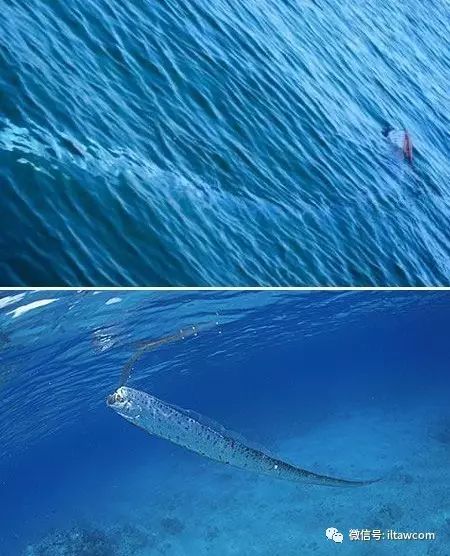 giant oarfish