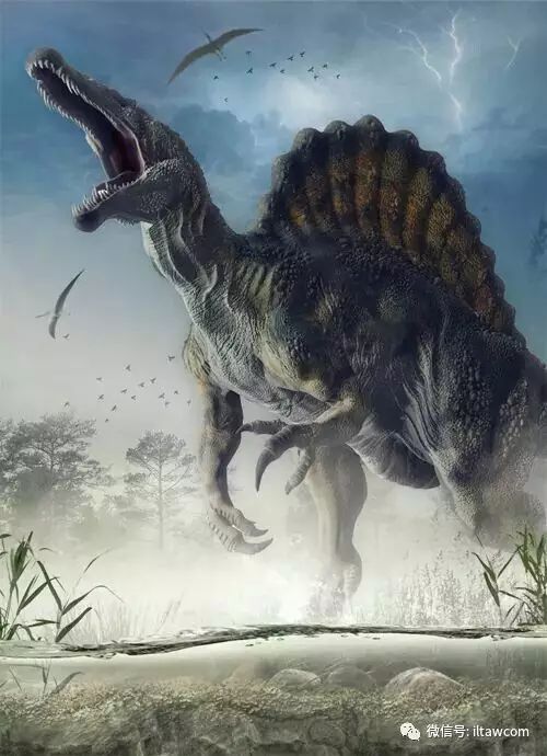棘龙暴龙被认为是种掠食动物,以大型食草恐龙为食.