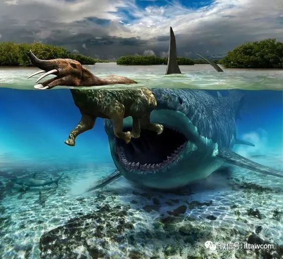 是生存于渐新世到上新世(约2800万年前-5百万年前)的拟噬人鲨属成员