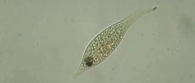 裸口目之板壳虫属 微生物镜检 微信公众号文章阅读 Wemp