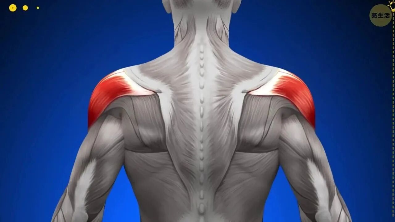 【科学健身】6个快速获得宽阔肩膀的训练