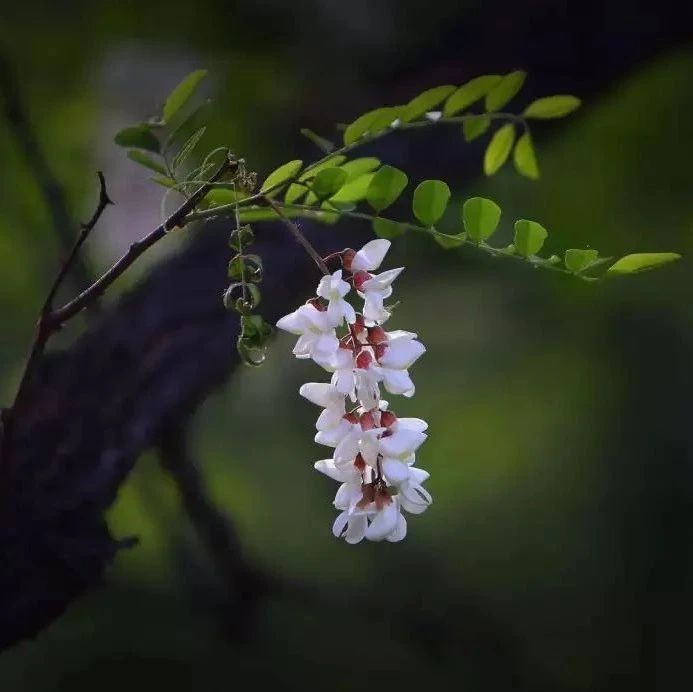 杨子:向前(组诗)