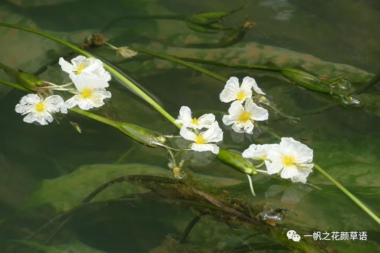 海菜花_椰菜花_荠菜花