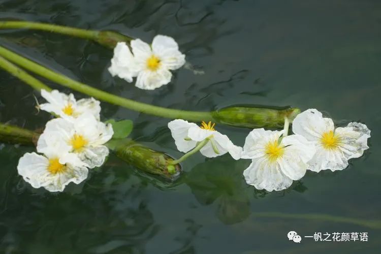 海菜花_椰菜花_荠菜花