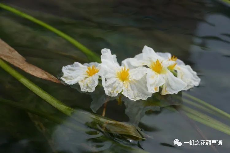 海菜花_荠菜花_椰菜花