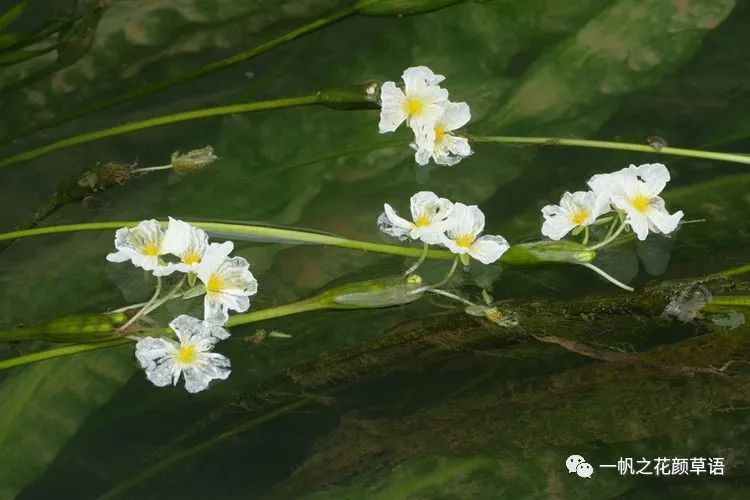 海菜花_椰菜花_荠菜花