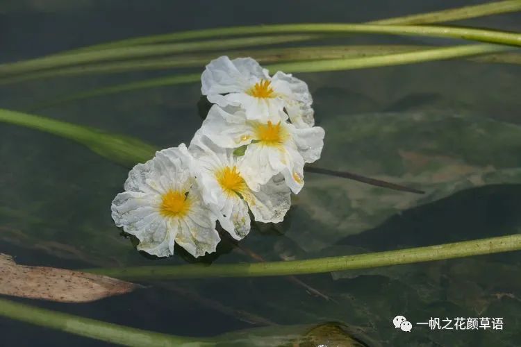 椰菜花_海菜花_荠菜花