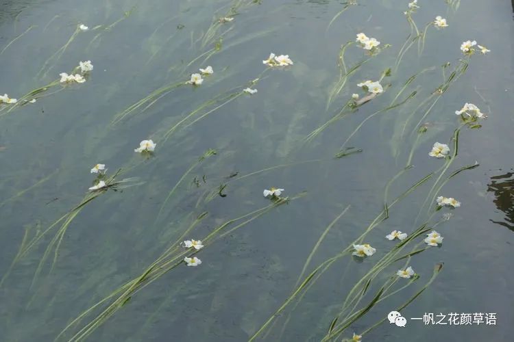 椰菜花_荠菜花_海菜花