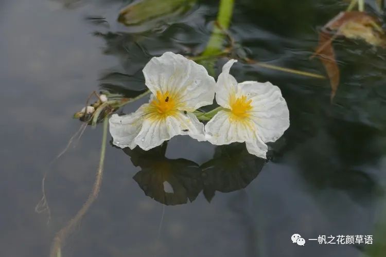 椰菜花_荠菜花_海菜花