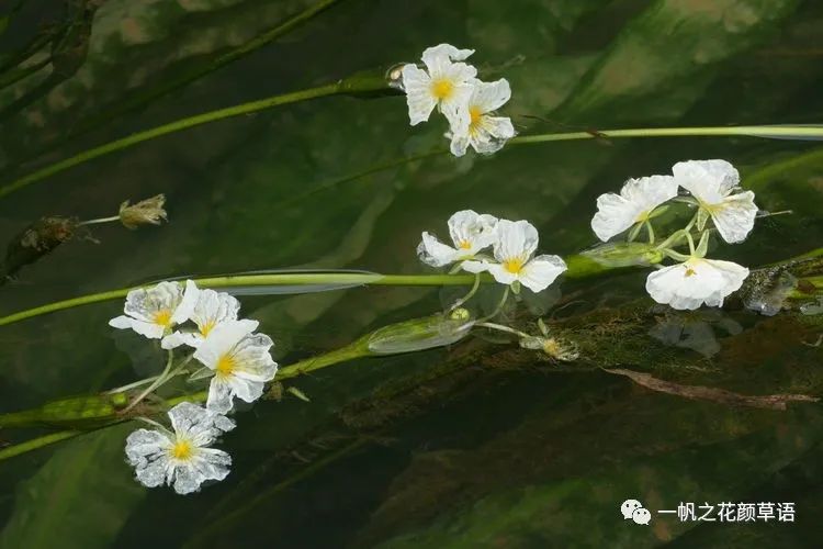 椰菜花_海菜花_荠菜花