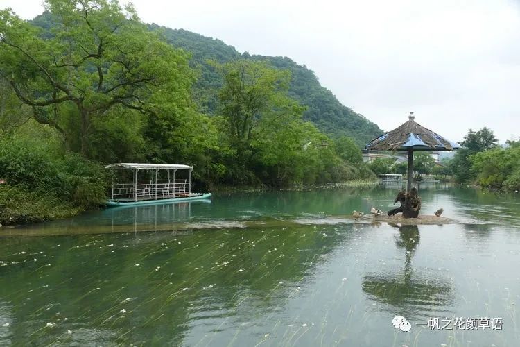 椰菜花_海菜花_荠菜花