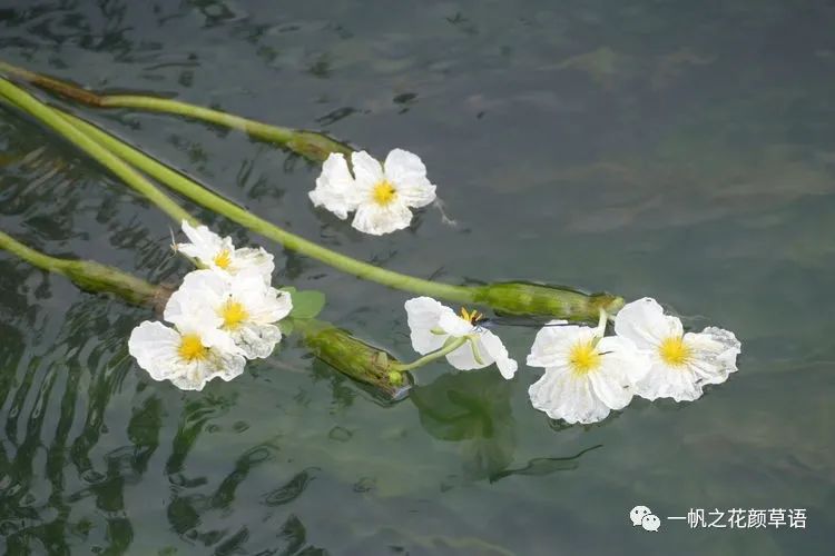 荠菜花_椰菜花_海菜花