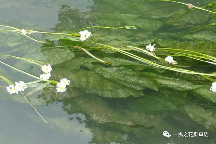 椰菜花_海菜花_荠菜花