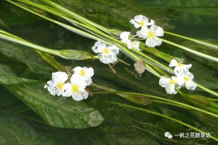 荠菜花_椰菜花_海菜花