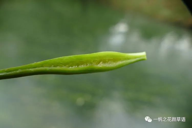 荠菜花_椰菜花_海菜花