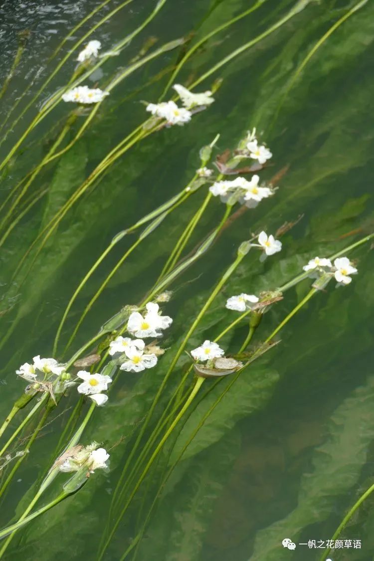 椰菜花_荠菜花_海菜花