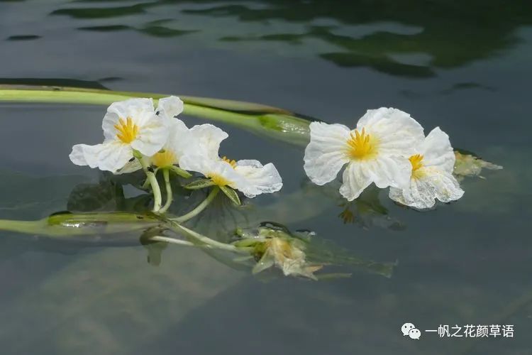 椰菜花_海菜花_荠菜花