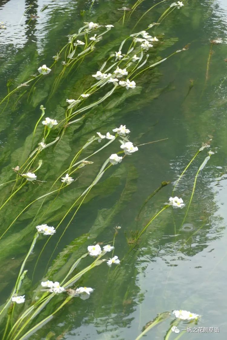 椰菜花_海菜花_荠菜花