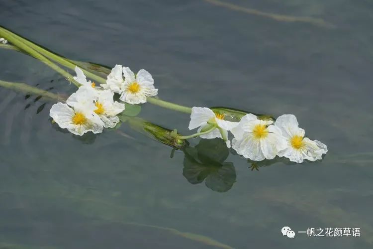 椰菜花_海菜花_荠菜花