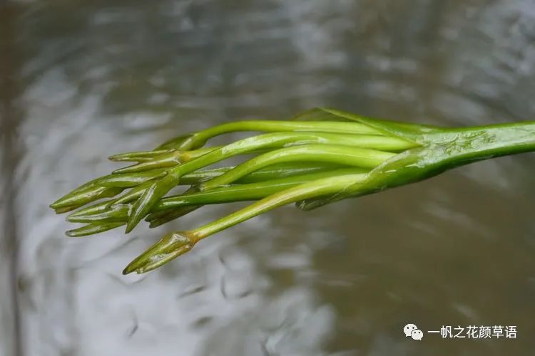 海菜花_椰菜花_荠菜花