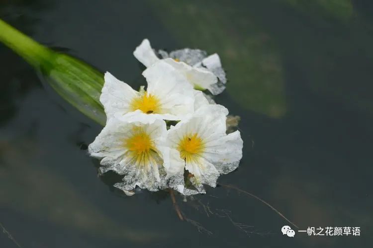 荠菜花_海菜花_椰菜花