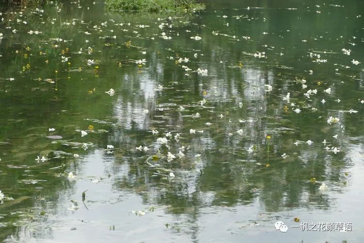 椰菜花_荠菜花_海菜花