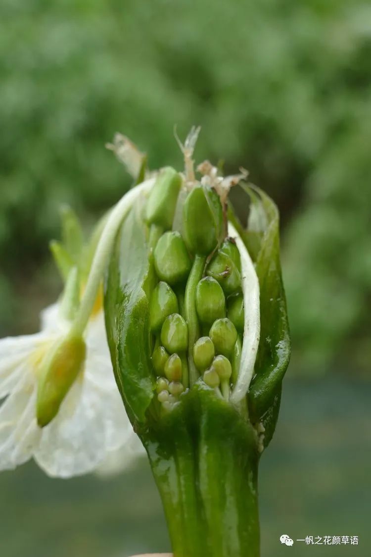 椰菜花_海菜花_荠菜花