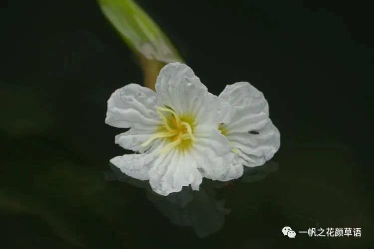 荠菜花_椰菜花_海菜花