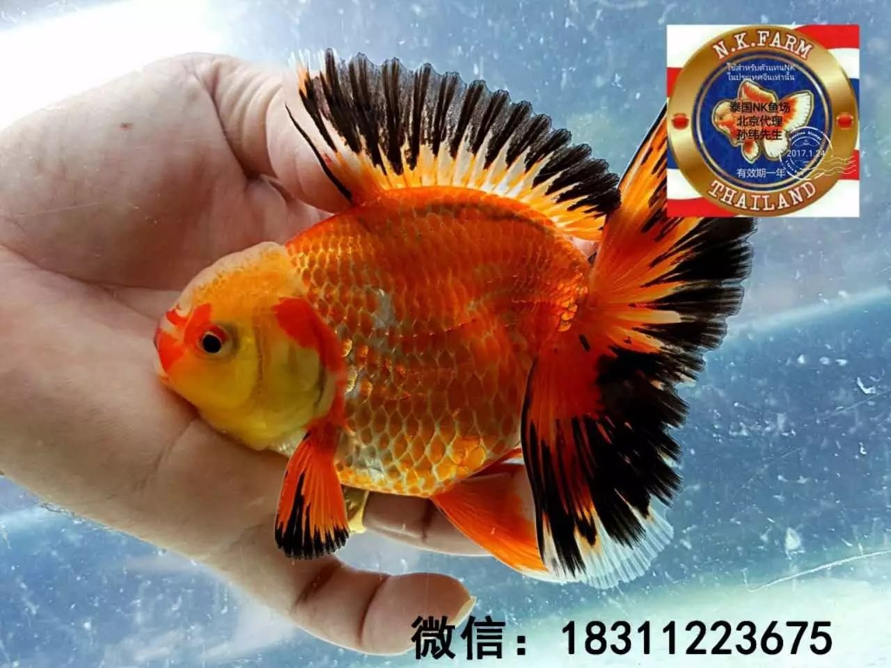 新货到店～nk渔场s级/a级泰狮2017第一批!
