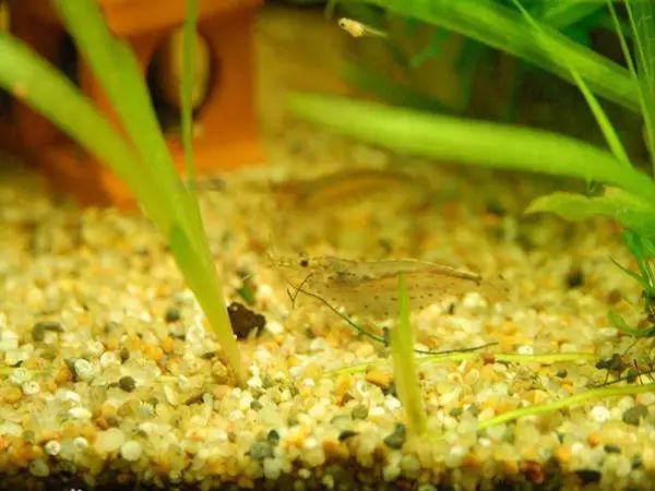 混养杂交:与樱花虾,蓝珍珠米虾,黄金米虾,雪球虾,黑壳虾,虎纹虾,水晶