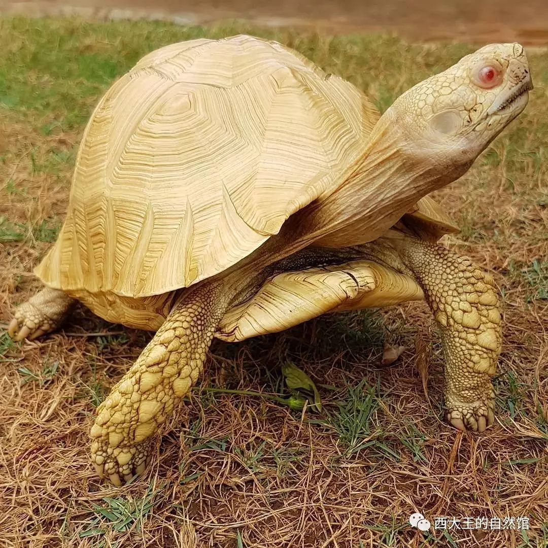 albino leopard tortoise 白化豹龟