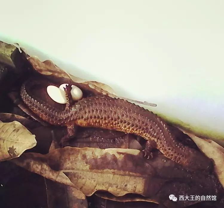 borneo earless monitor 婆罗洲无耳蜥