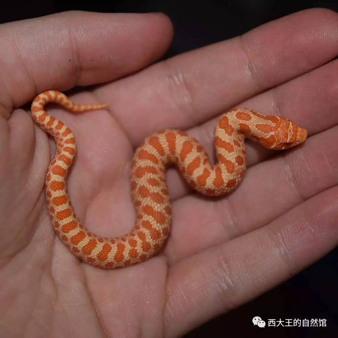 hognose snake:extreme red 变异猪鼻蛇 极端红