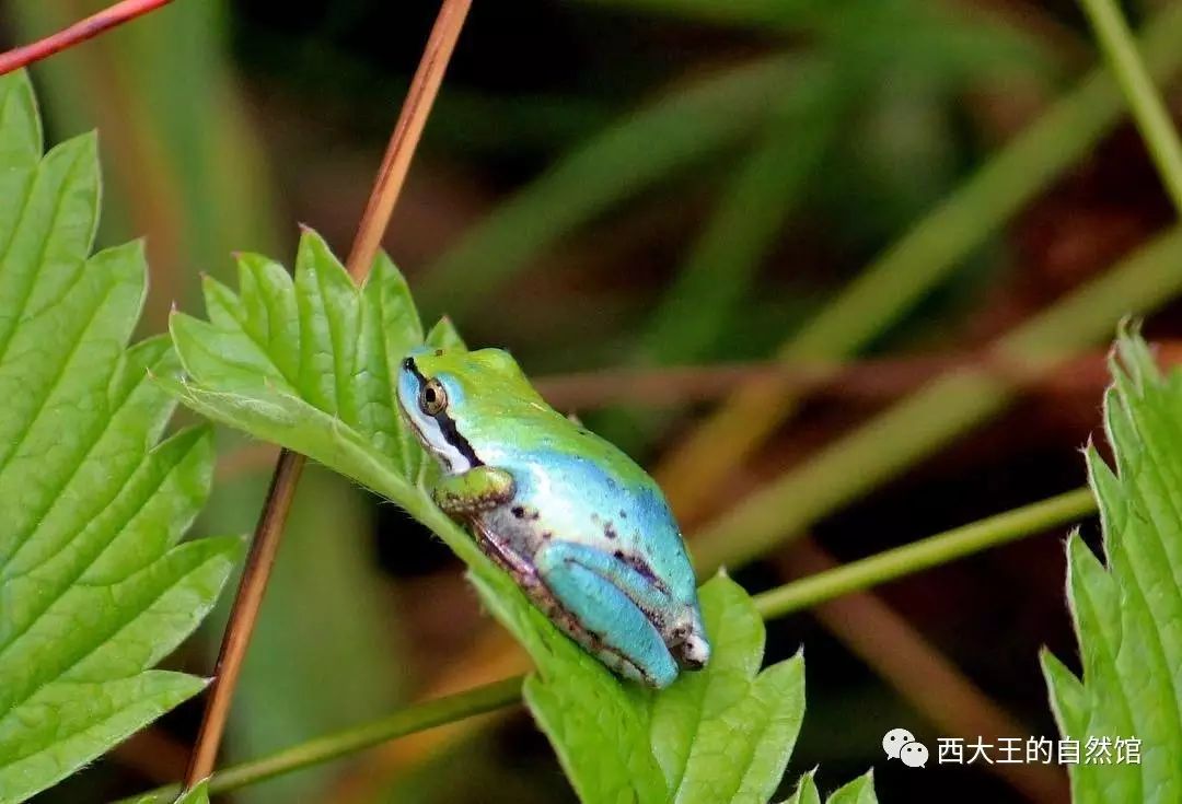 northern pacific treefrog