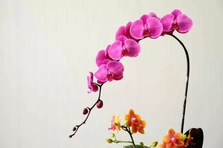 红掌风水大忌_红掌的风水寓意_红掌风水摆放禁忌
