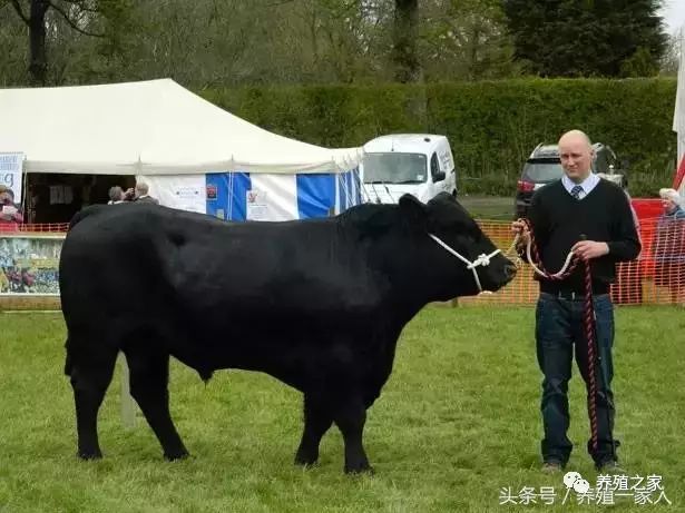 高效益肉牛品种介绍二,湘中黑牛(安格斯牛)?