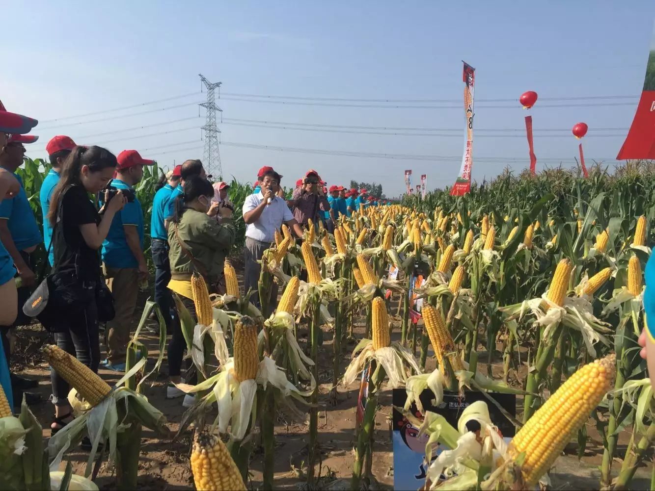 耐高温高湿,这个玉米品种让大家竖起大拇指8月5日,在石家庄正弘农业