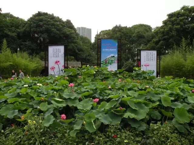 伦敦南岸艺术区_普法栏目剧莲花闹海堂全集_南岸区莲花堂