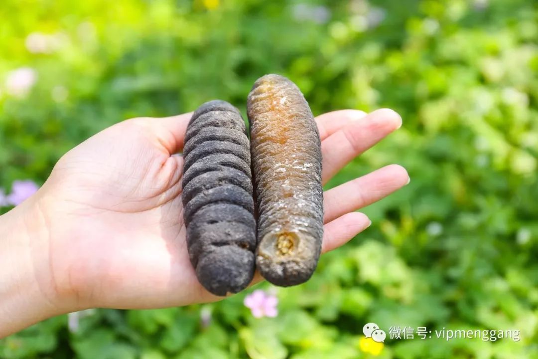 澳洲秃参:海参窝窝金汤玉米面薏米大全图片