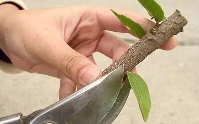初春扦插，这些小技巧让你的插穗快速出根！分享给各位花友！