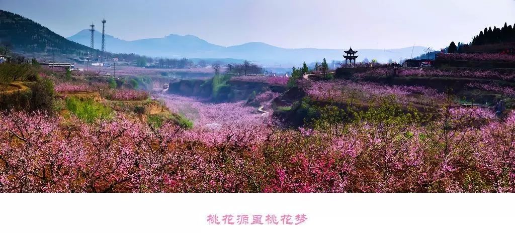 赏花时间:3月下旬至4月中旬 地点:肥城市仪阳街道刘台村
