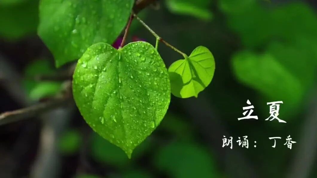立夏：与春作别，完美入夏（丁香音画）