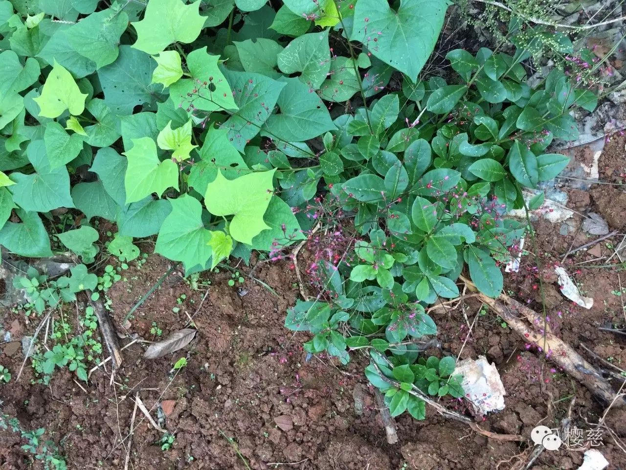 206周之五生态消费进庄园之野菜芽菜原来不只是春天的专利