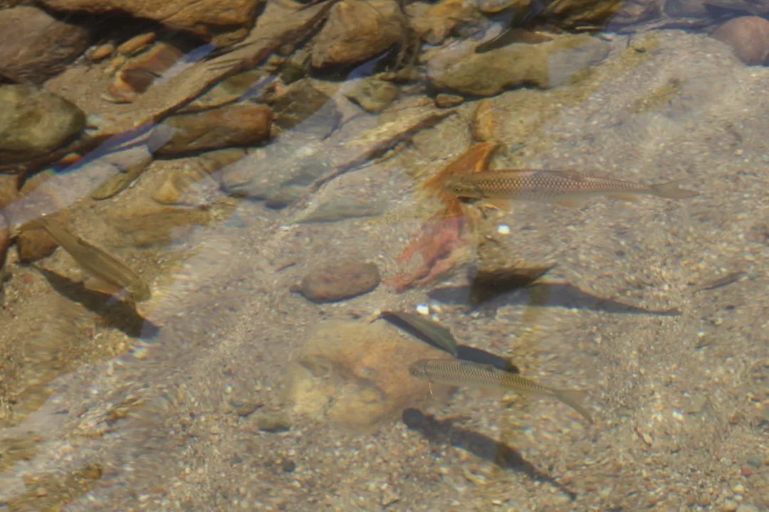 一条清澈见底的河流贯穿而下,河里的小鱼儿悠然自得,河水太冷以至于