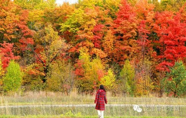 北密赏枫 秋水伊人 红叶飘飞