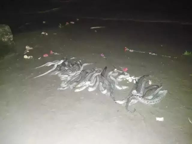 大量海鳗死亡 蟒蛇徘徊沙滩……这里究竟发生了什么?