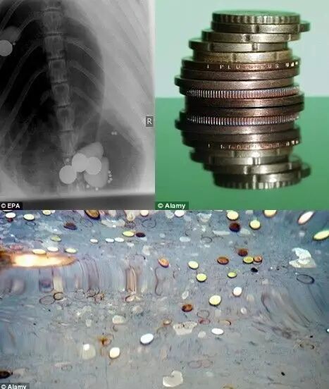 烈士公園海龜誤吞硬幣死亡 或因游客撒幣祈福