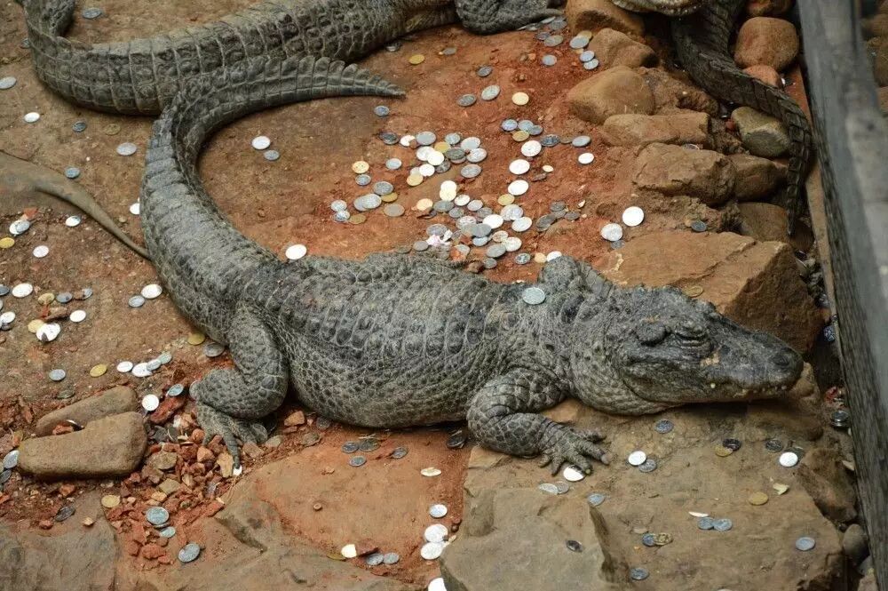 烈士公園海龜誤吞硬幣死亡 或因游客撒幣祈福