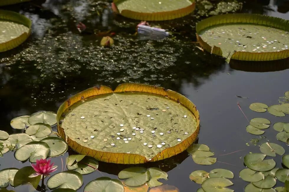 烈士公園海龜誤吞硬幣死亡 或因游客撒幣祈福
