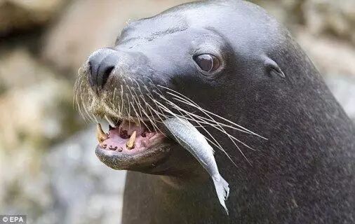 烈士公園海龜誤吞硬幣死亡 或因游客撒幣祈福